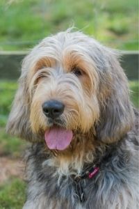 Otterhound Kopf