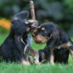 Otterhound Welpen
