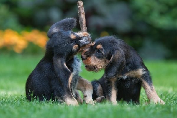 Otterhound Welpen