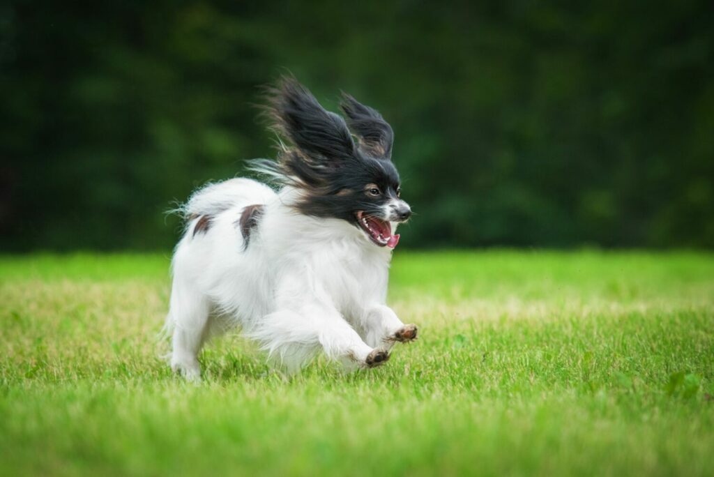 Papillon läuft über Wiese