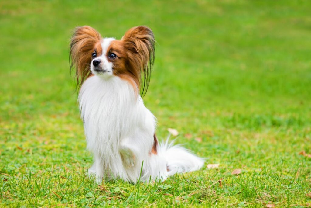 Papillon sitzt auf Wiese