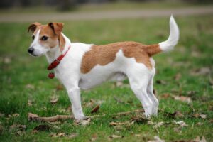 Parson Russell Terrier sind sehr gesund