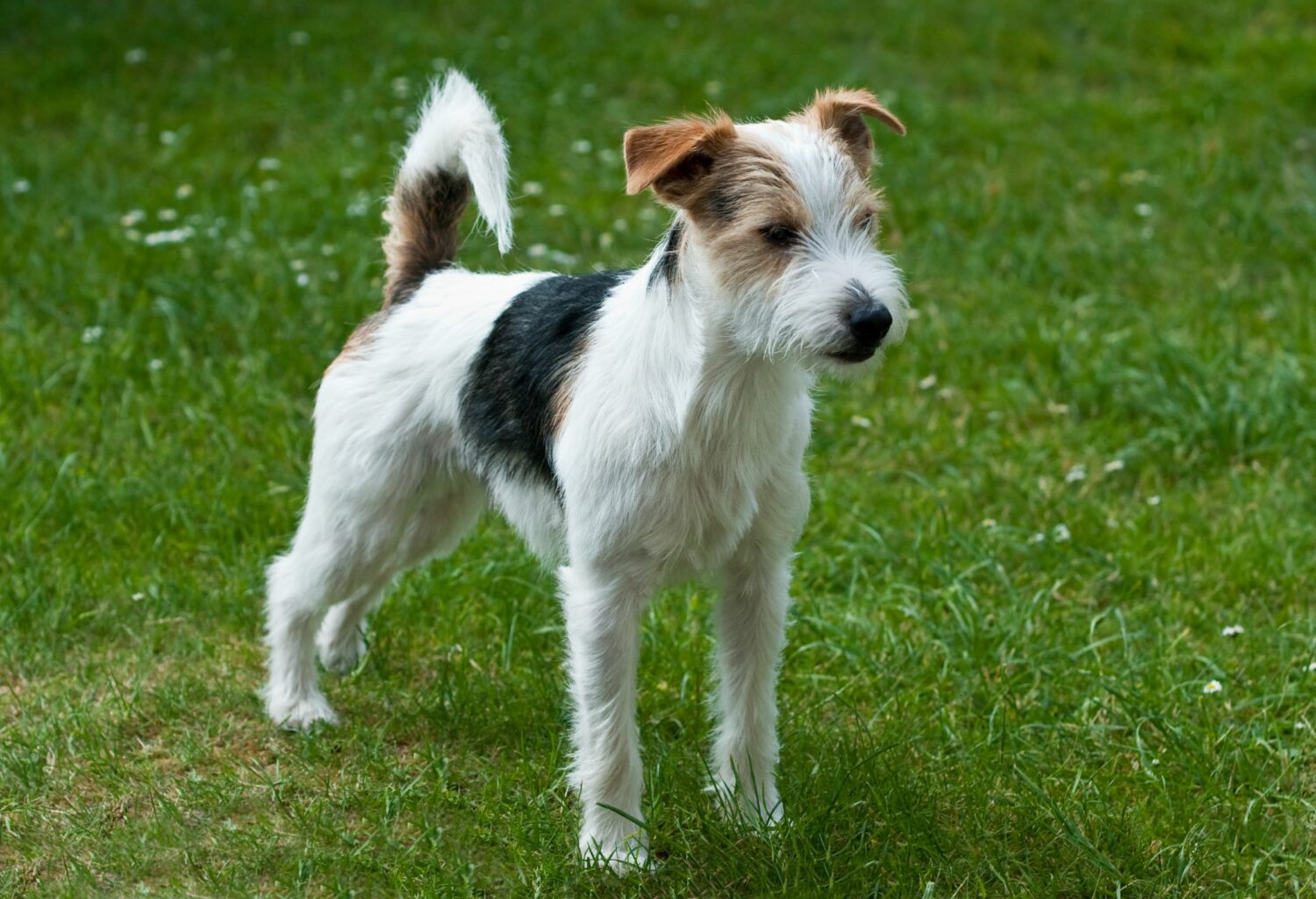 Parson Russell Terrier im Rasseportrait | edogs.de Magazin