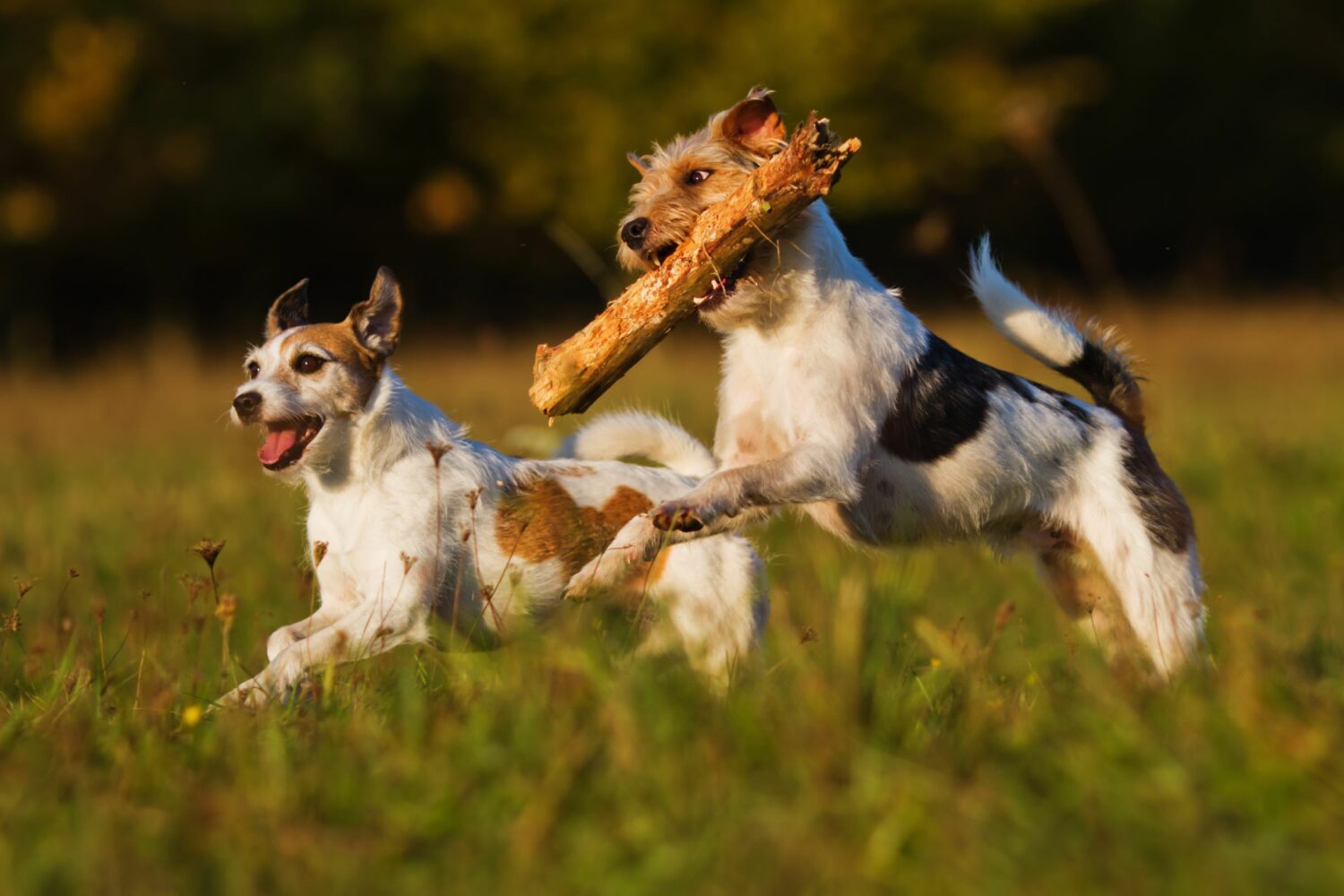 Parson Russell Terrier sind voller Energie und müssen ausgelastet werden