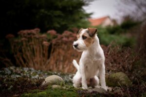 Parson Russell Terrier sind sehr gesund, da dies bei der Zucht Priorität hat