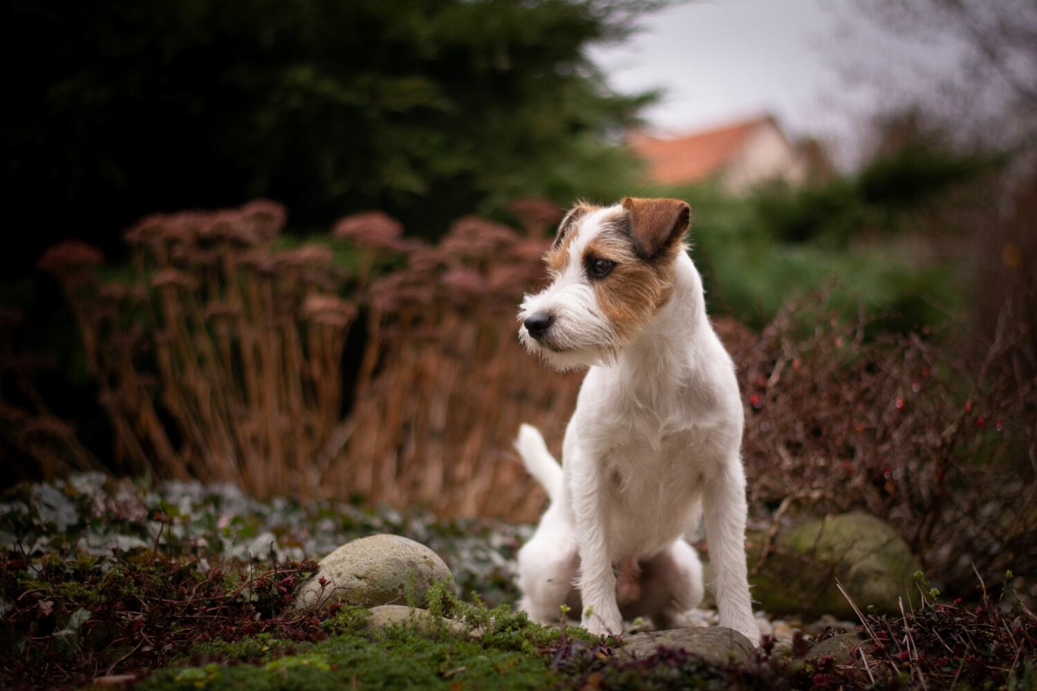 Parson Russell Terrier im Rasseportrait edogs