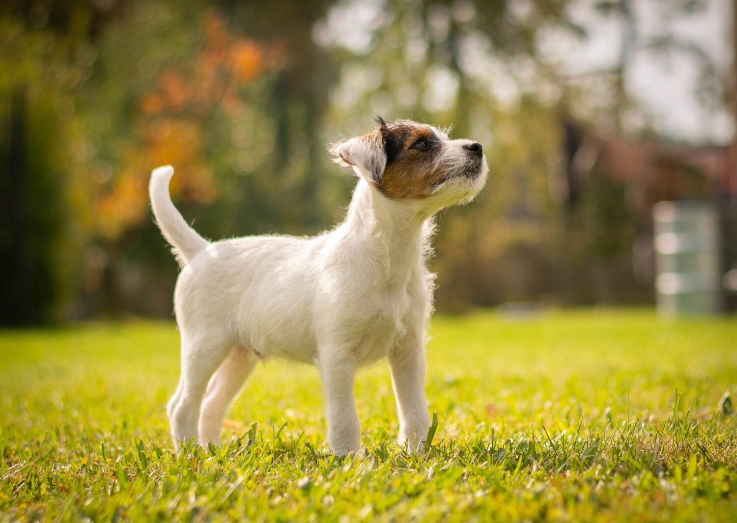 Die Erziehung des Parson Russell Terriers sollte schon im Welpenalter beginnen