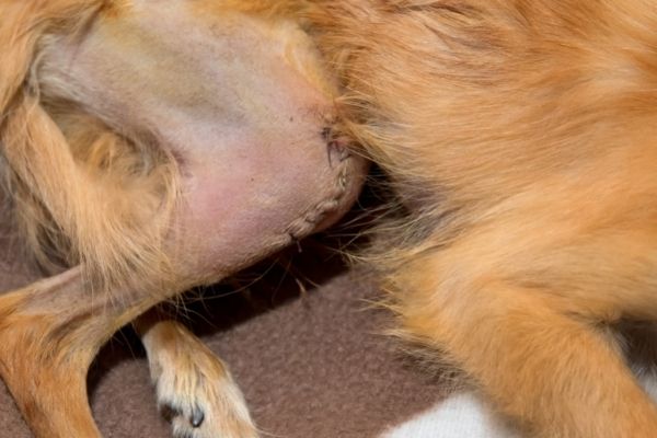 Patellaluxation Hund Symptome
