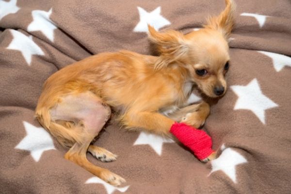 Patellaluxation: Hund liegt verletzt auf einer Decke