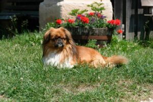 Pekinese auf einer Wiese