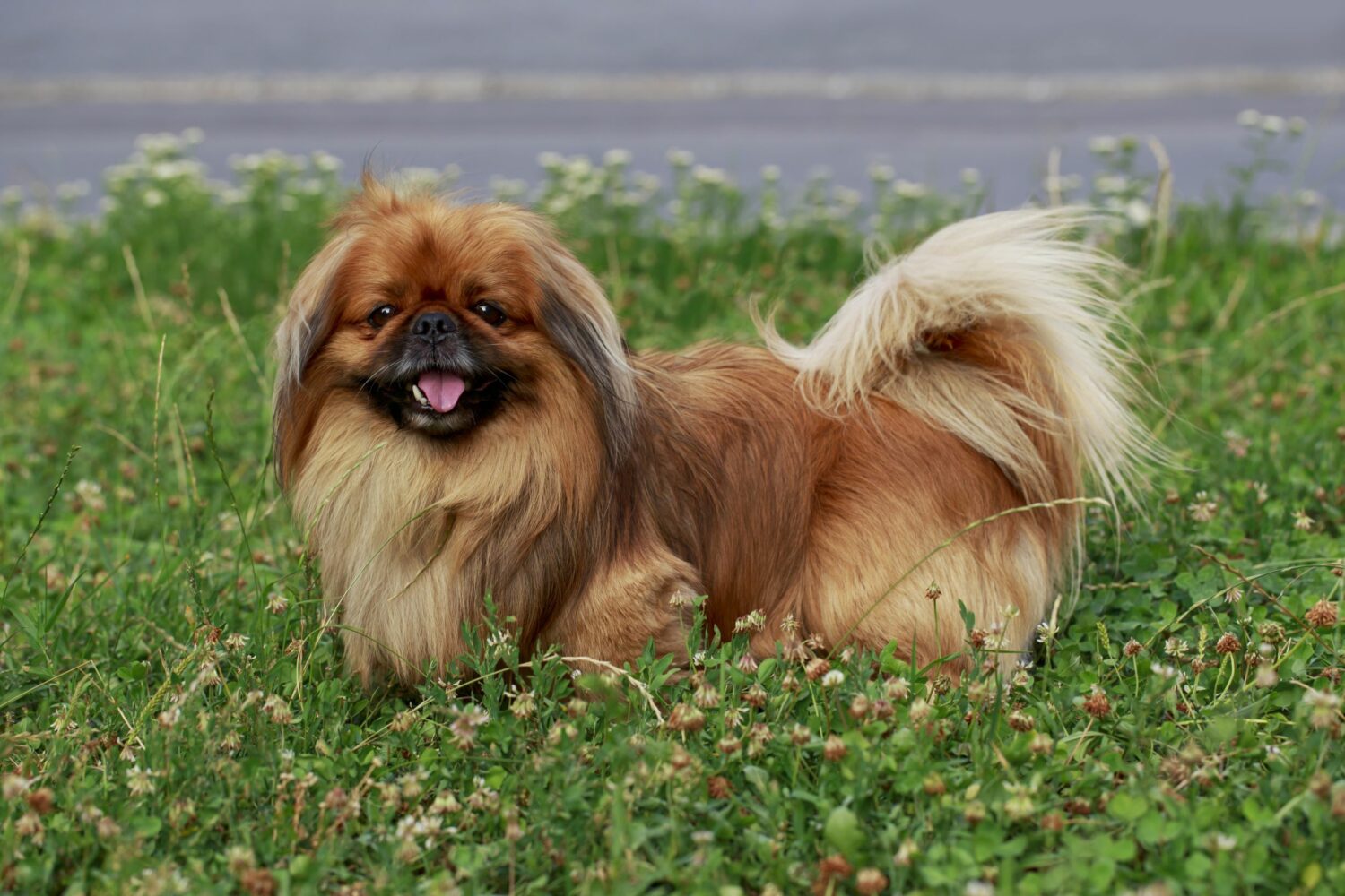 Pekinese Im Rasseportrait Edogs De Magazin