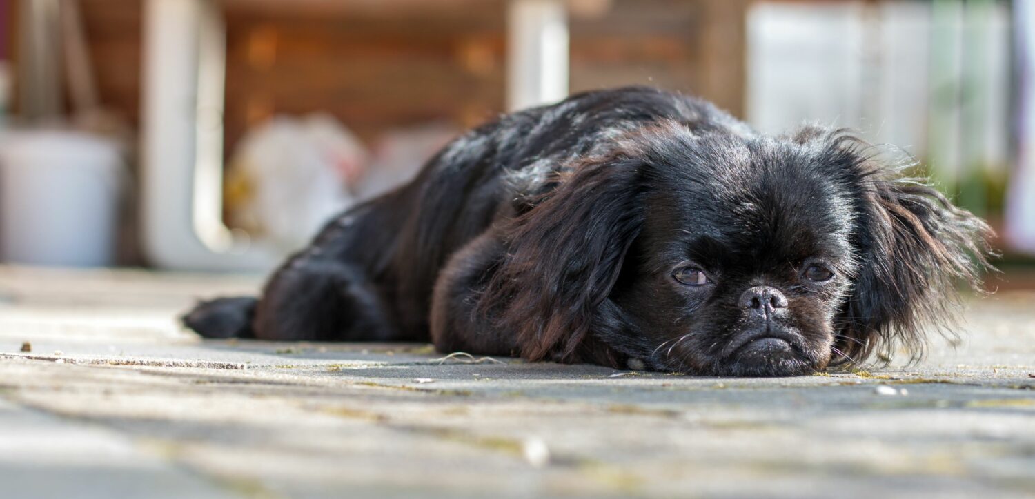 Der Pekinese ist ein ruhiger Schoßhund