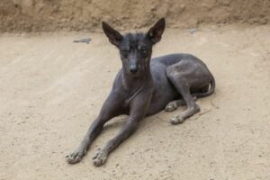 Peruanischer Nackthund im Liegen