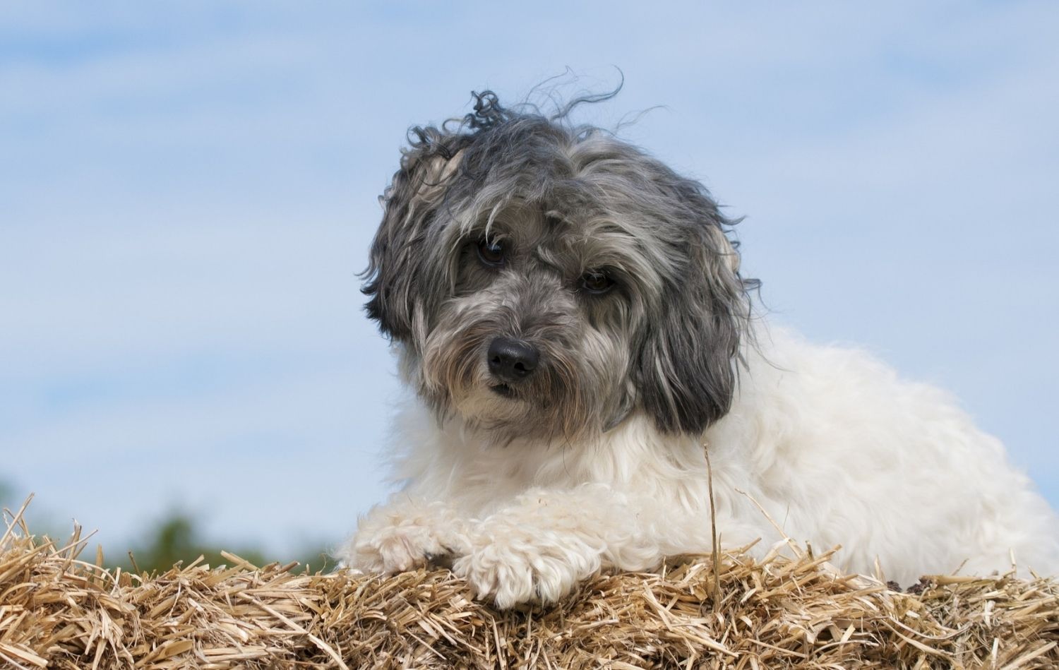 Petit Chien Lion in der Natur