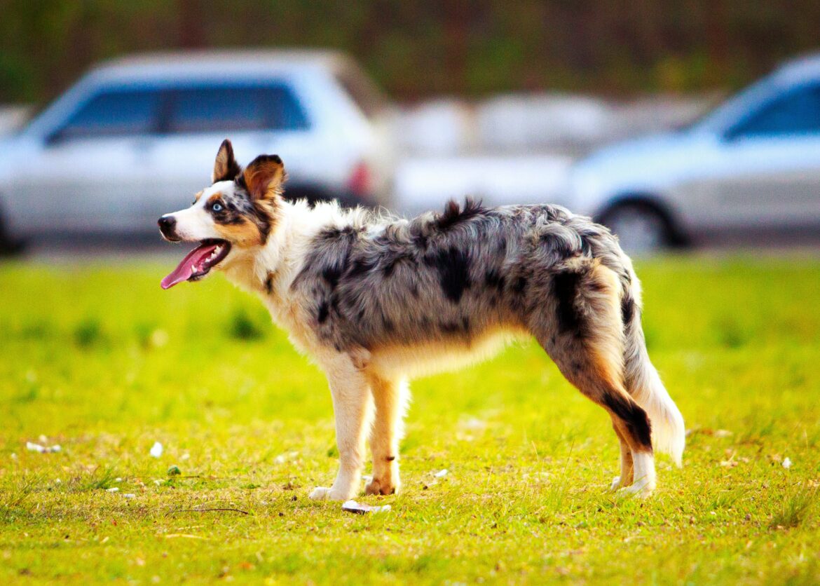 Australian Shepherd Steckbrief, Charakter, Wesen und Haltung