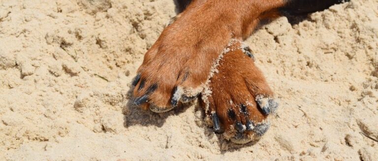 hund bein verstaucht