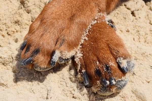 Reiseapotheke Hund: Pfoten auf Sand