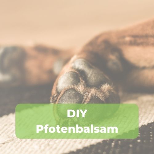 pfotenbalsam-download-bild