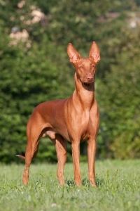 Pharaoh Hound im Portrait