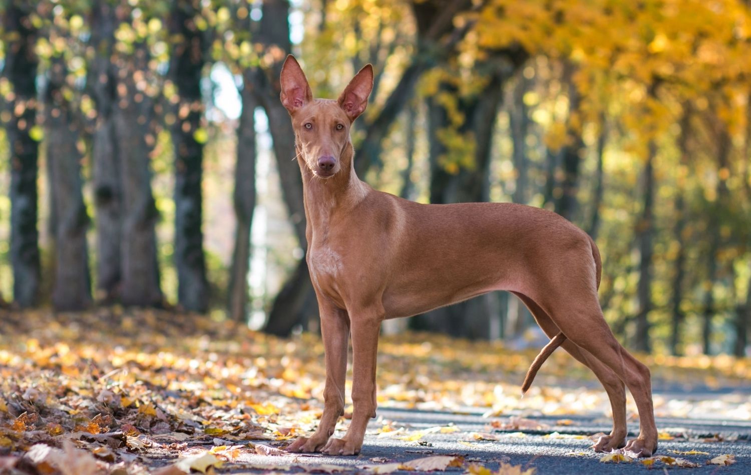 Pharaoh Hound in der Natur