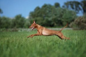 Pharaoh Hound im Sprung