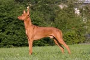 Pharaoh Hound von der Seite