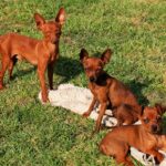 Zwergpinscher