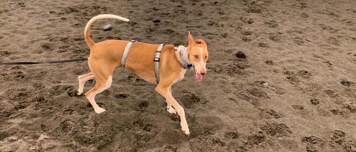 Podenco Canario am Strand