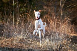 Podenco Ibicenco im Auslauf