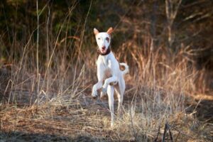 Podenco Ibicenco im Auslauf