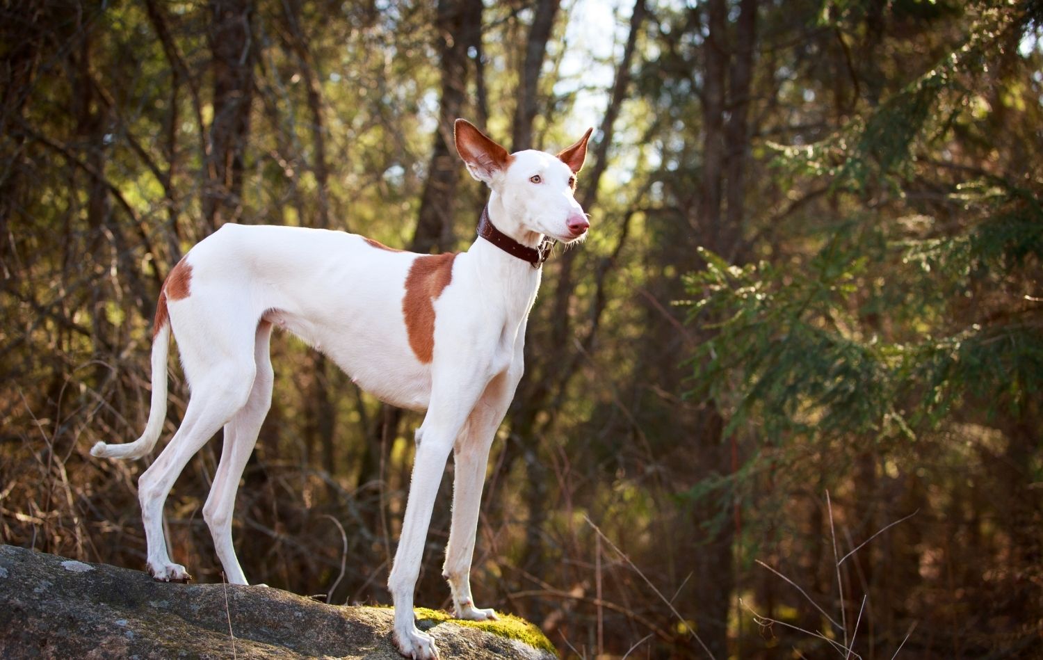 Podenco Ibicenco im Stehen