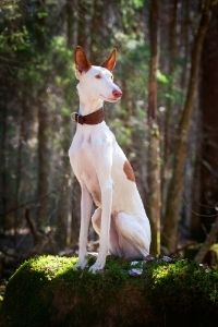 Podenco Ibicenco in der Natur