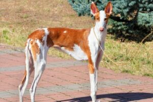 Podenco Ibicenco von der Seite