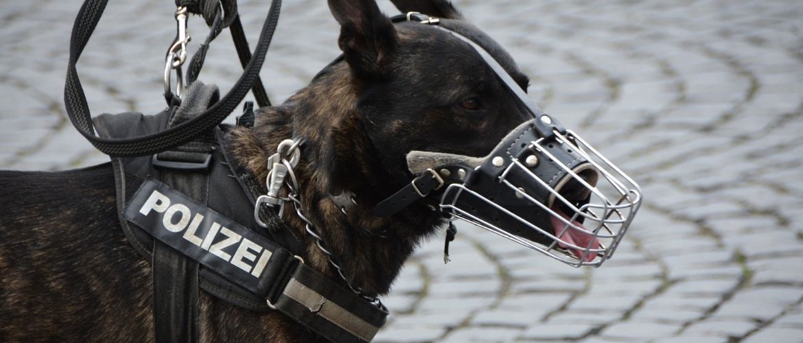 Leinenpflicht: Polizeihund mit Maulkorb und Leine