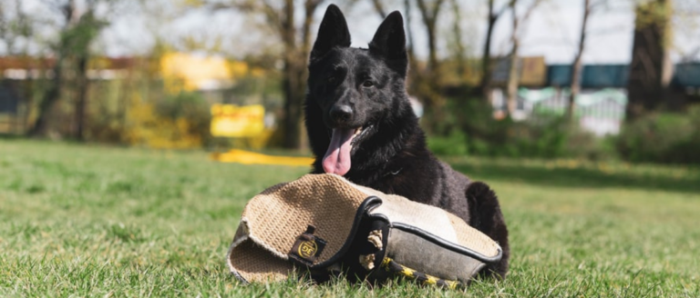 Polizeihunde – Von der Ausbildung bis hin zur Rente