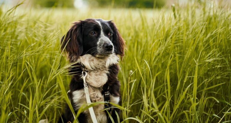 Pollenallergie beim Hund – Symptome, Vorbeugung & Behandlung