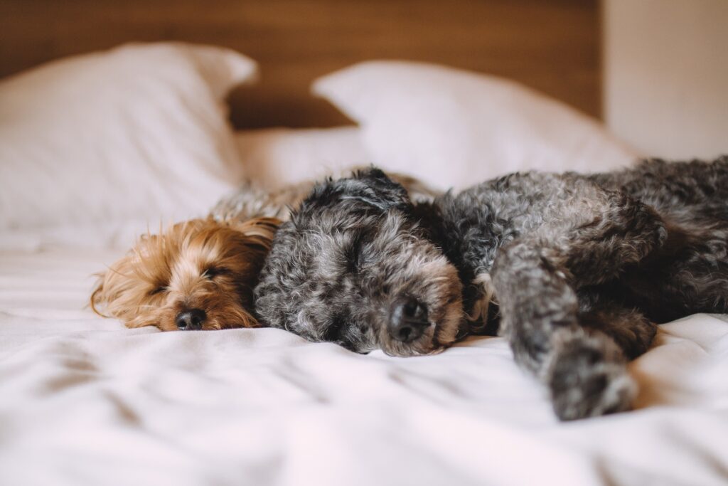 problematisches-verhalten-hund-zwei-hunde-im-bett