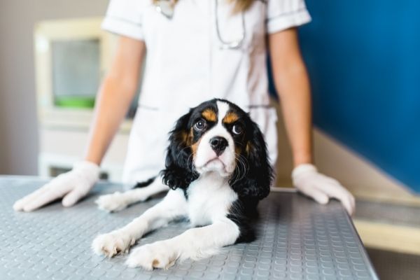 Pubertät Hund: Hund bei Tierarzt auf dem Tisch