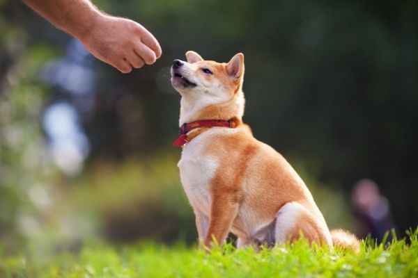 Pubertät Hund: Hund sitzt auf Wiese