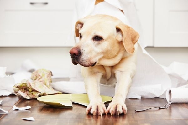 Pubertät Hund mit Müll auf dem Boden