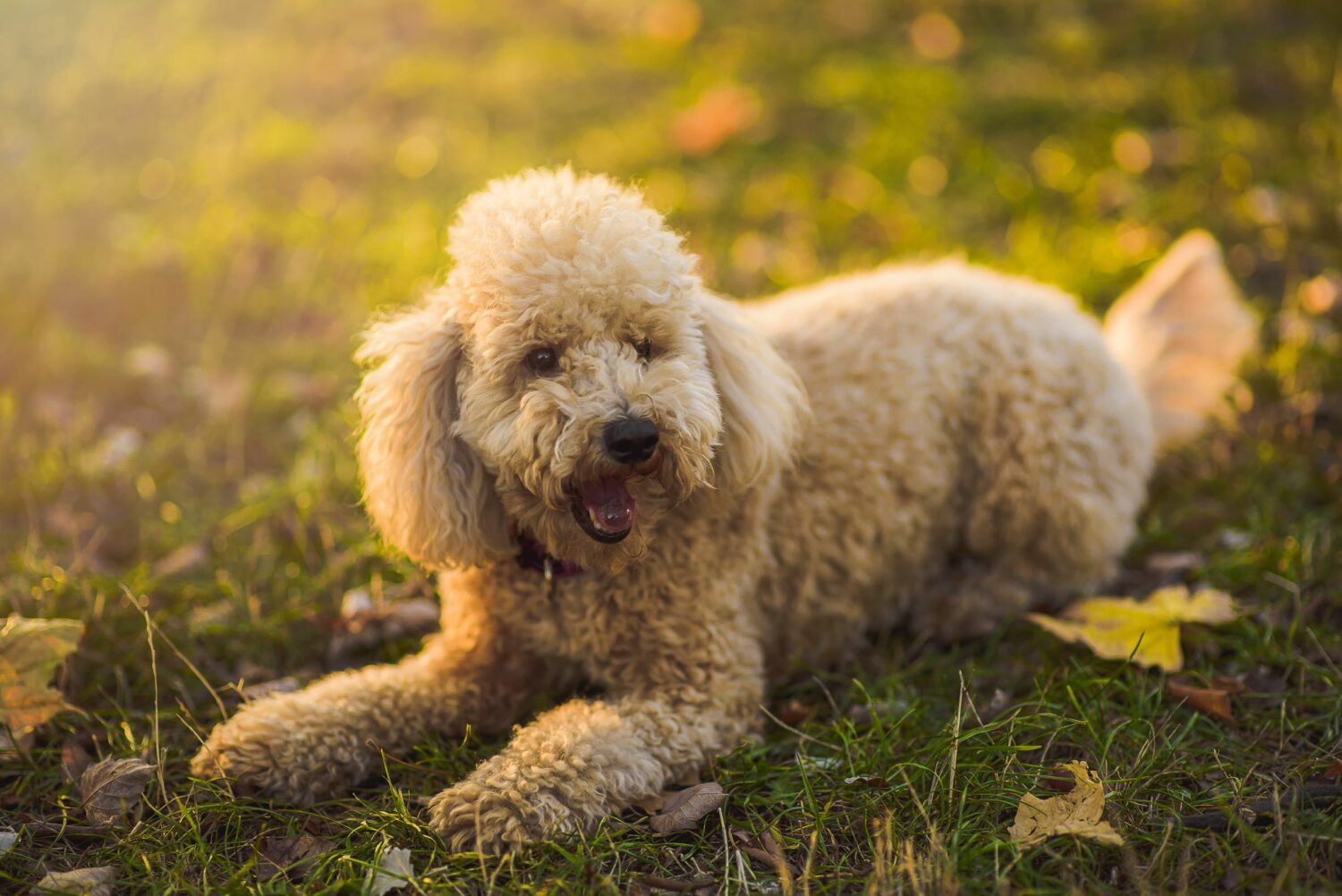 Pudel im Rasseportrait edogs