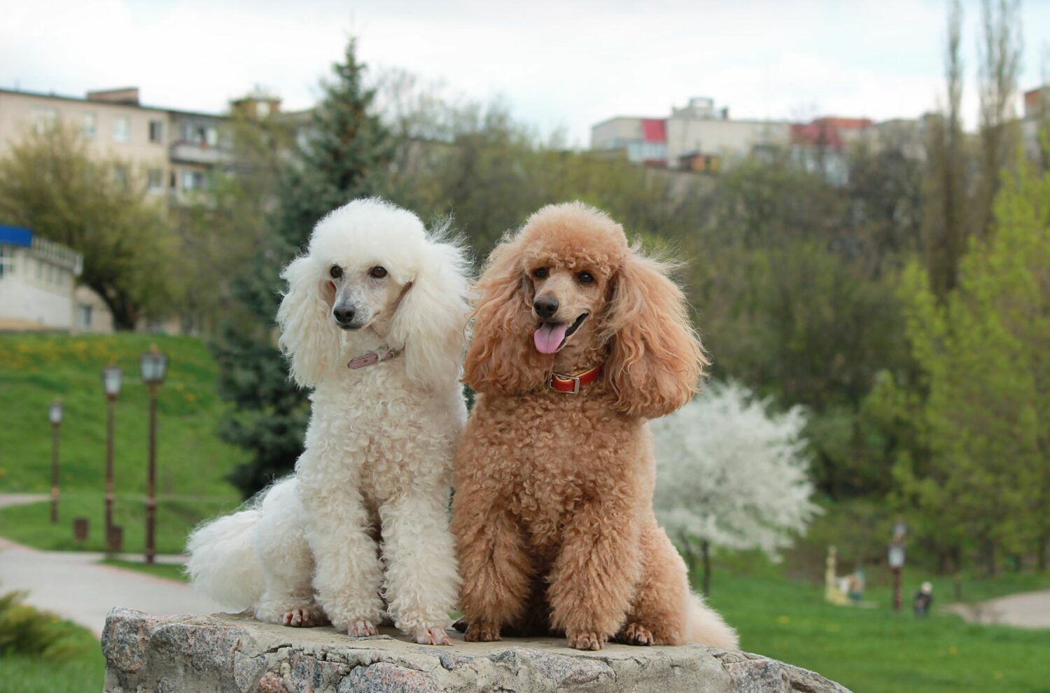 Pudel Im Rasseportrait Edogs