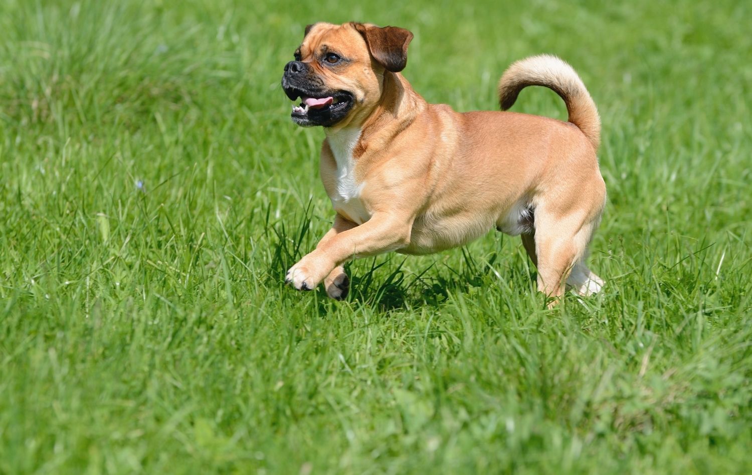 Puggle im Auslauf