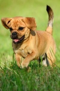 Puggle Welpe