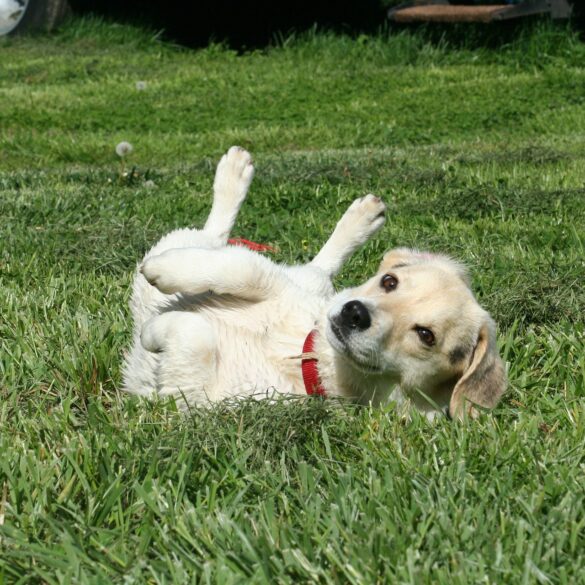 Magendrehung beim Hund jetzt zählt jede Minute! edogs