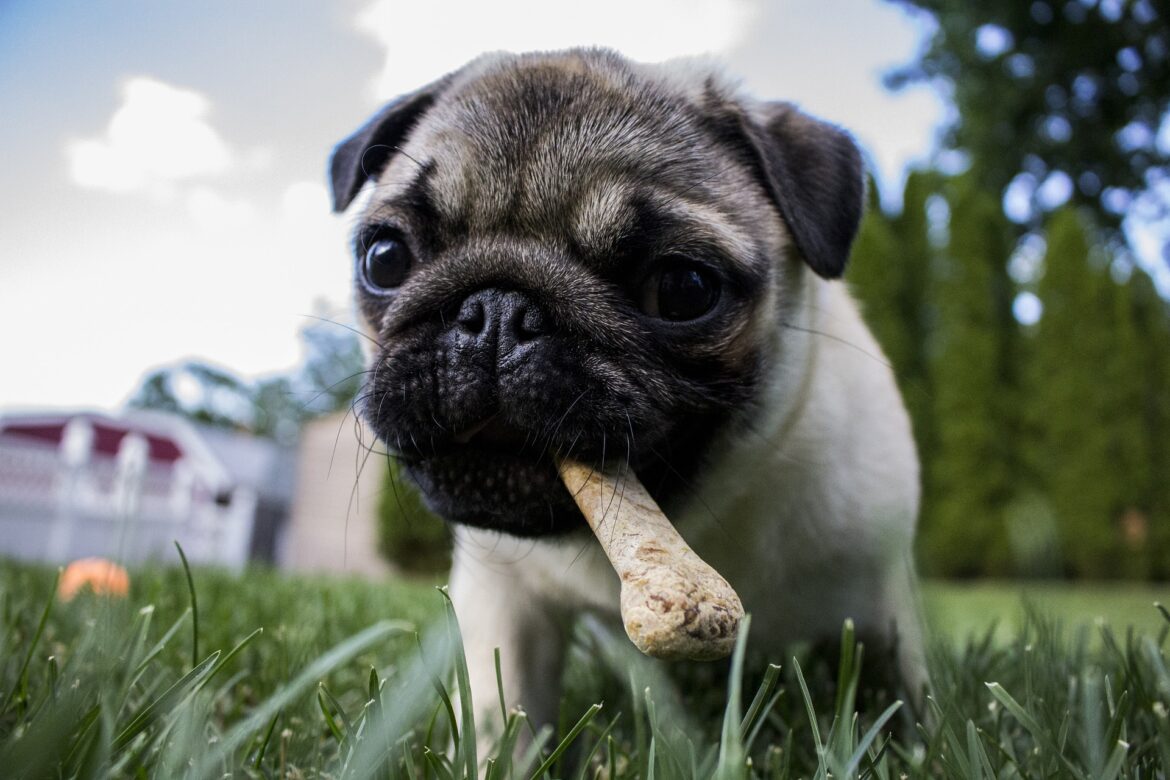 Mundgeruch beim Hund edogs