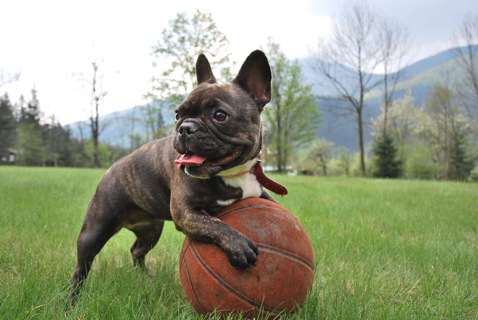 Französische Bulldogge Steckbrief, Charakter, Wesen und Haltung
