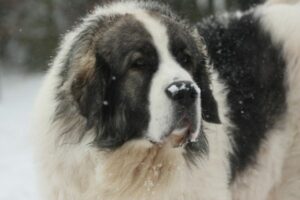 Pyrenäen Mastiff im Schnee