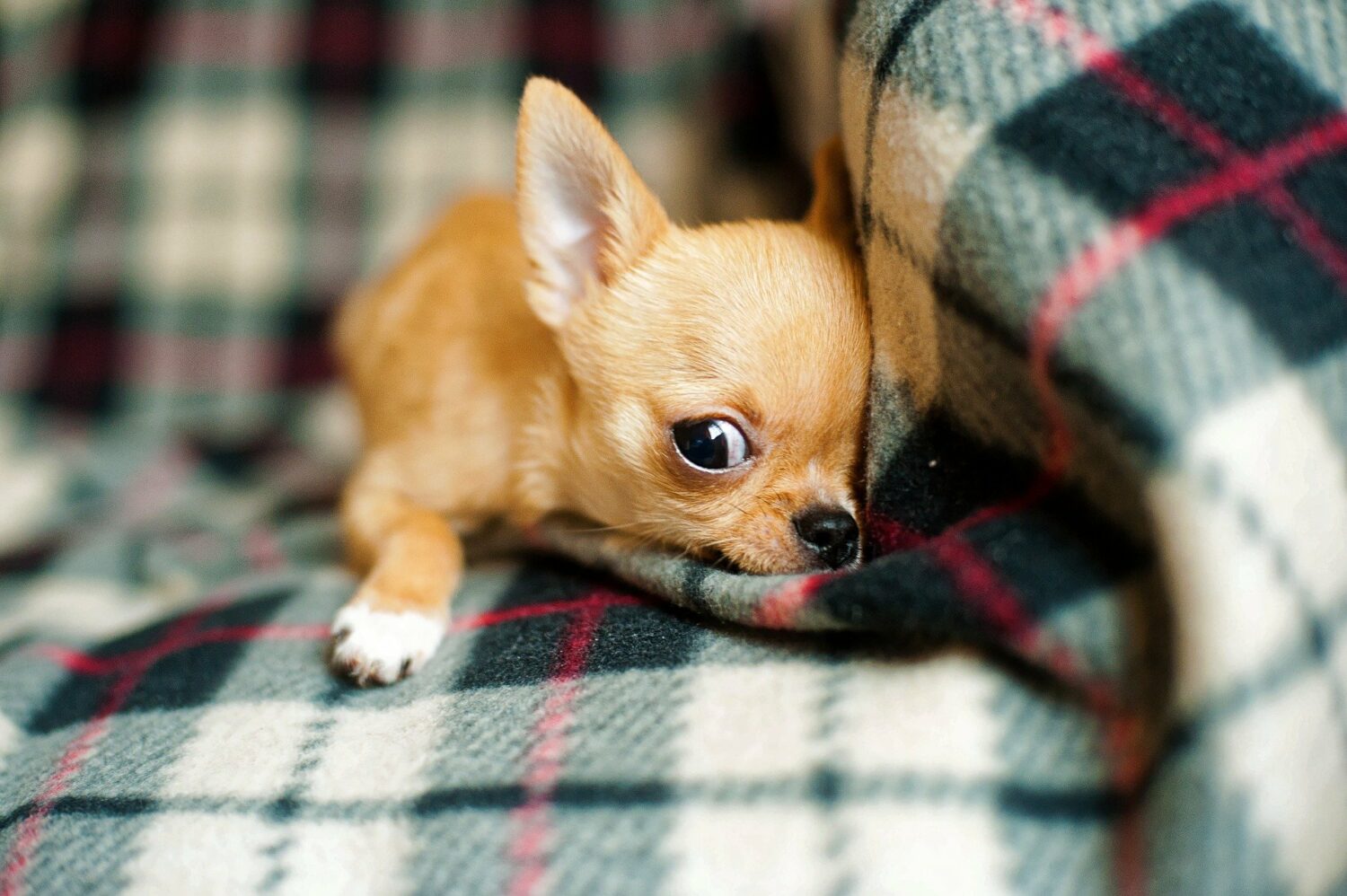Qualzucht bei Hunden: Chihuahua