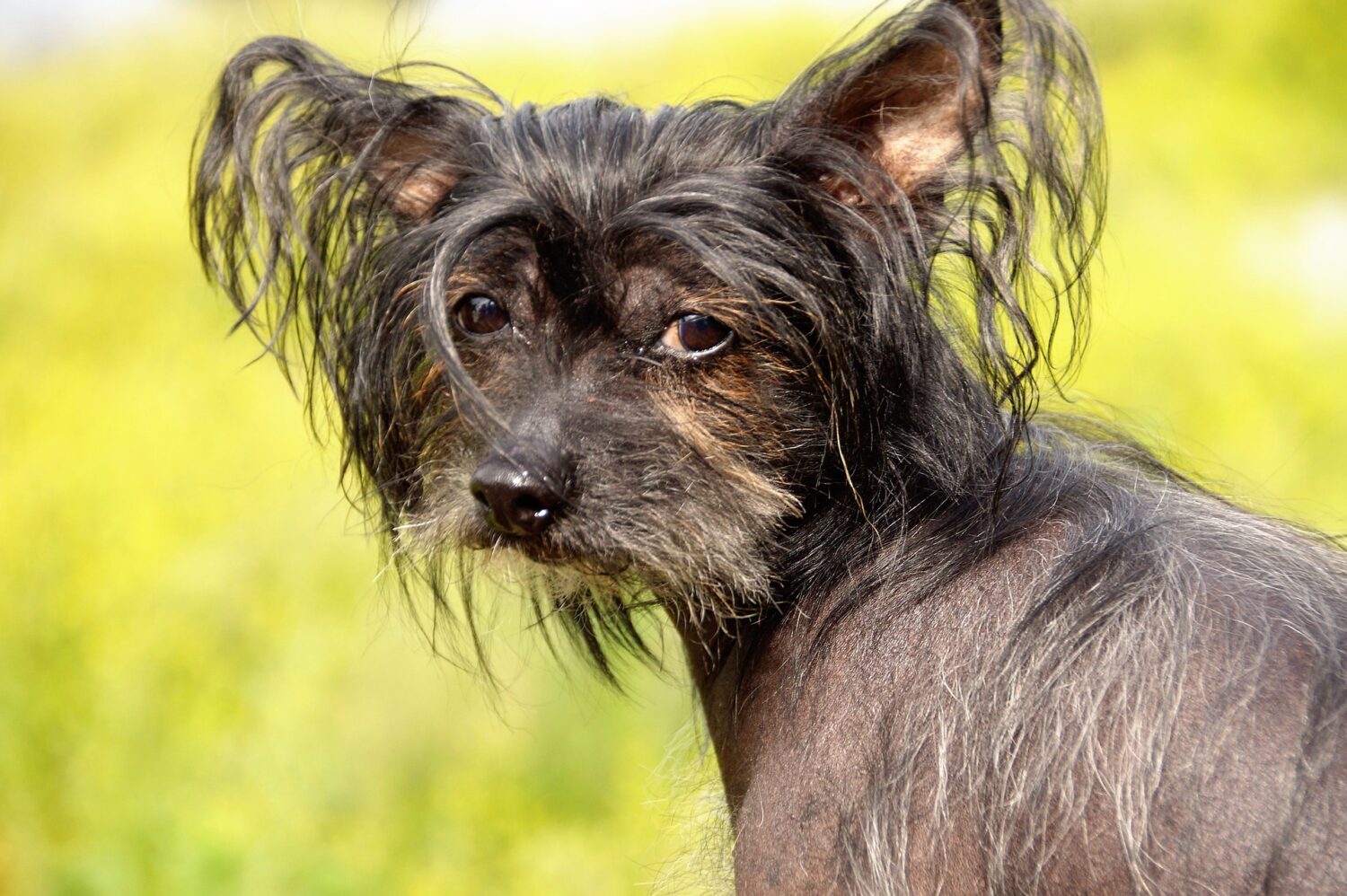 Qualzucht bei Hunden: Chinesischer Schopfhund